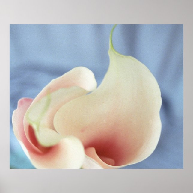 Vortex White Calla Lilies Art Print Poster Photo (Front)