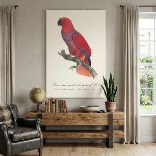 Vosmaer Eclectus Parrot, Eclectus Roratus Vosmaeri Canvas Print