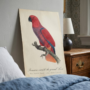 Vosmaer Eclectus Parrot, Eclectus Roratus Vosmaeri Metal Print