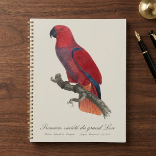 Vosmaer Eclectus Parrot, Eclectus Roratus Vosmaeri Planner