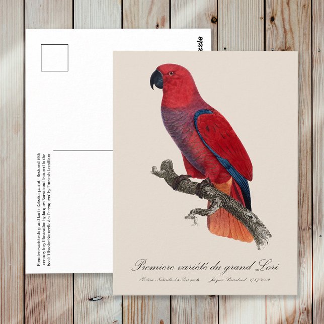 Vosmaer Eclectus Parrot, Eclectus Roratus Vosmaeri Postcard (Vosmaer Eclectus Parrot, Eclectus Roratus Vosmaeri. Postcard)