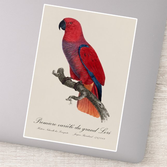 Vosmaer Eclectus Parrot, Eclectus Roratus Vosmaeri Sticker (Vosmaer Eclectus Parrot, Eclectus Roratus Vosmaeri. Sticker)