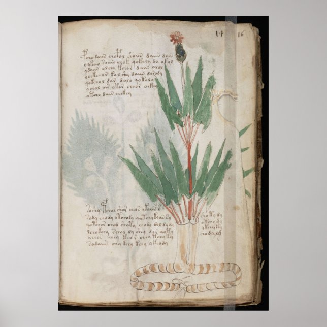 Voynich manuscript poster (Front)