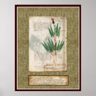 Voynich Plate 25 Poster