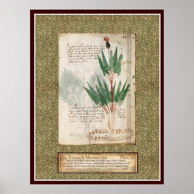 Voynich Plate 25 Poster (Front)