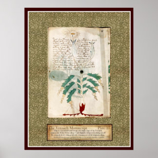 Voynich Plate 27 Poster