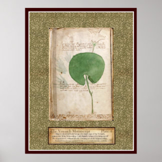 Voynich Plate 4 -Botanical Illustration Poster