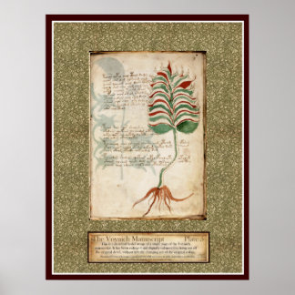 Voynich Plate 5 -Botanical Illustration Poster