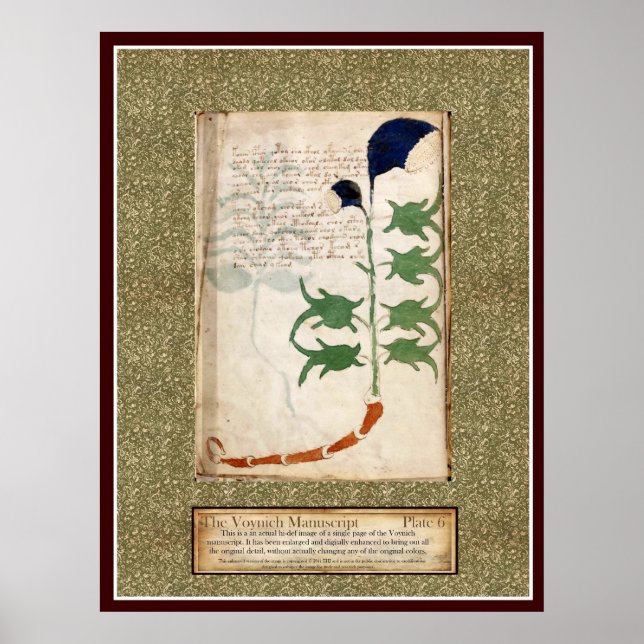 Voynich Plate 6 Poster (Front)
