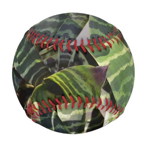 Vriesea Splendens Bromeliad Plant Striped Leaves Baseball