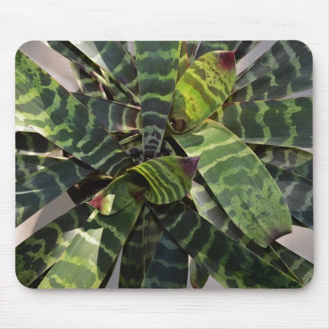 Vriesea Splendens Bromeliad Plant Striped Leaves Mouse Pad (Front)