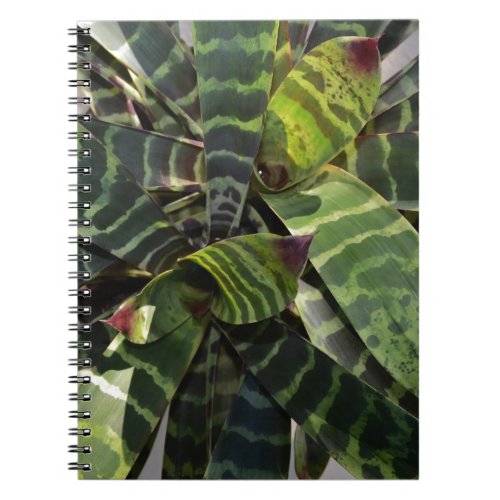 Vriesea Splendens Bromeliad Plant Striped Leaves Notebook