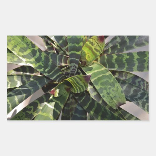 Vriesea Splendens Bromeliad Plant Striped Leaves Rectangular Sticker