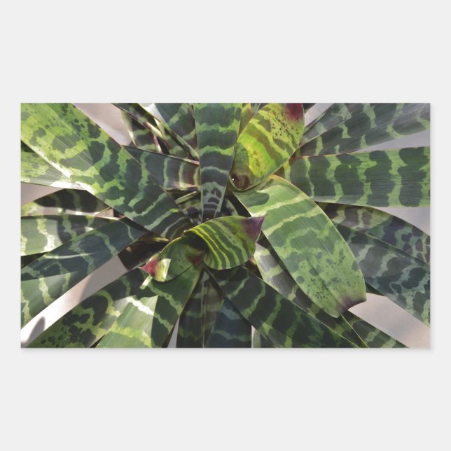 Vriesea Splendens Bromeliad Plant Striped Leaves Rectangular Sticker (Front)