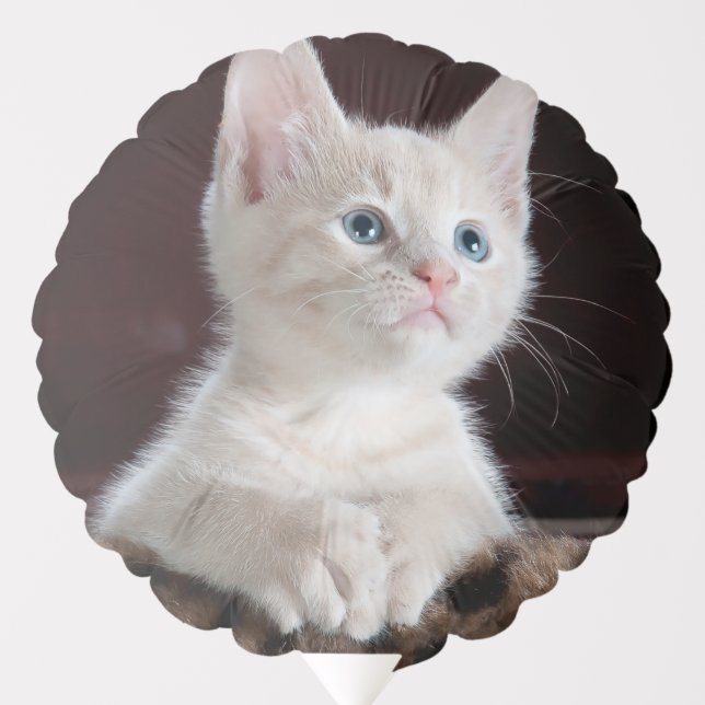 Vulnerable White Kitten Balloon (Front)
