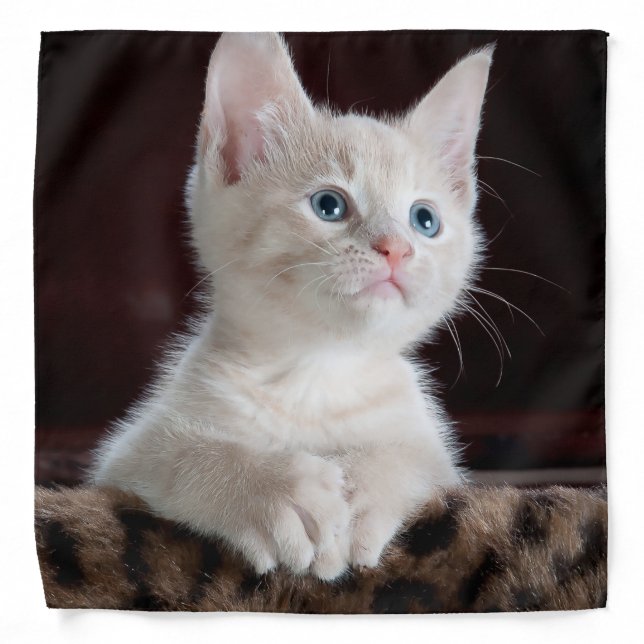 Vulnerable White Kitten Bandana (Front)