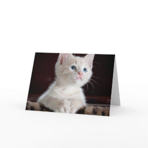 Vulnerable White Kitten Card