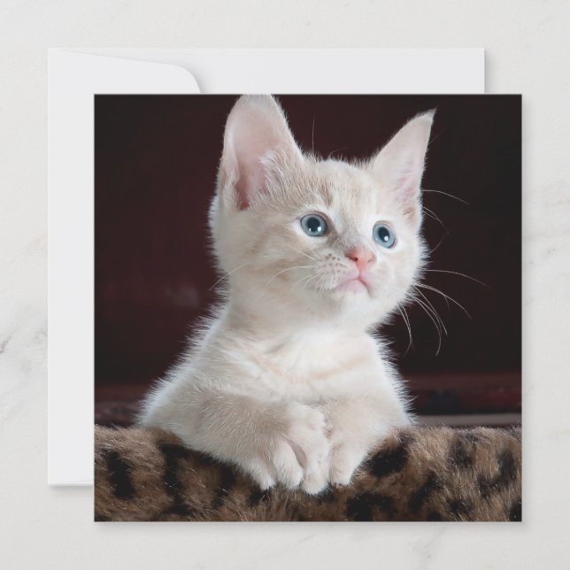 Vulnerable White Kitten Card (Front)