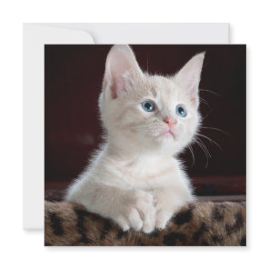 Vulnerable White Kitten Card