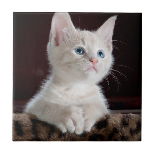 Vulnerable White Kitten Ceramic Tile