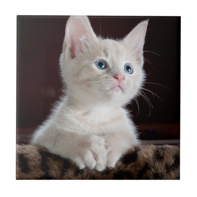 Vulnerable White Kitten Ceramic Tile (Front)