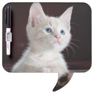 Vulnerable White Kitten Dry Erase Board