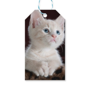 Vulnerable White Kitten Gift Tags
