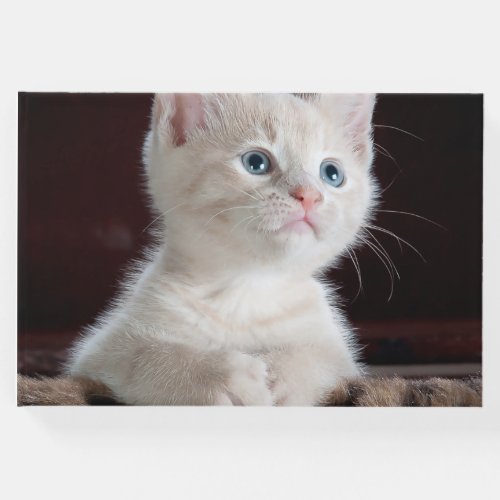 Vulnerable White Kitten Guest Book