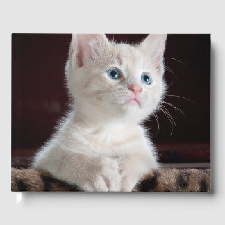 Vulnerable White Kitten Guest Book