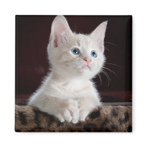 Vulnerable White Kitten Magnet