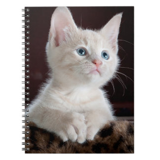 Vulnerable White Kitten Notebook