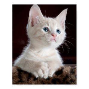 Vulnerable White Kitten Poster