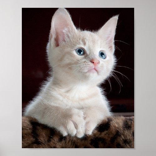 Vulnerable White Kitten Poster