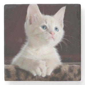 Vulnerable White Kitten Stone Coaster