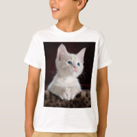 Vulnerable White Kitten