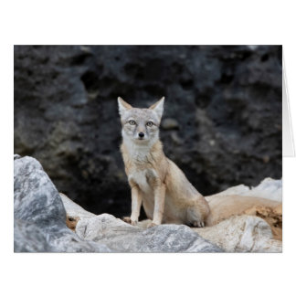 Vulpes corsac
