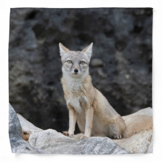 Vulpes corsac bandana