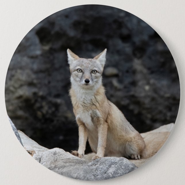 Vulpes corsac button (Front)