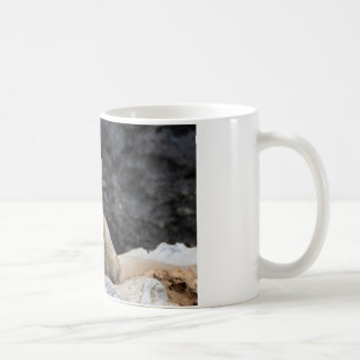 Vulpes corsac coffee mug
