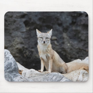 Vulpes corsac mouse pad