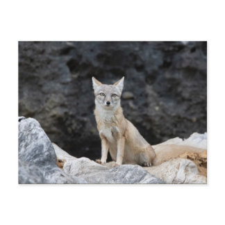 Vulpes corsac postcard