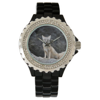Vulpes corsac watch