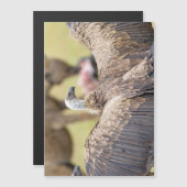 Vulture and Hyena (Front/Back)