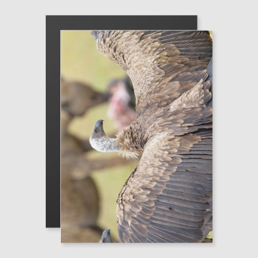 Vulture and Hyena (Front/Back)