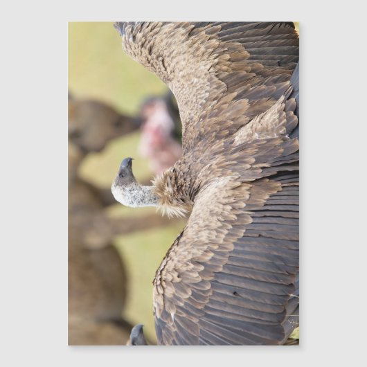 Vulture and Hyena (Front)