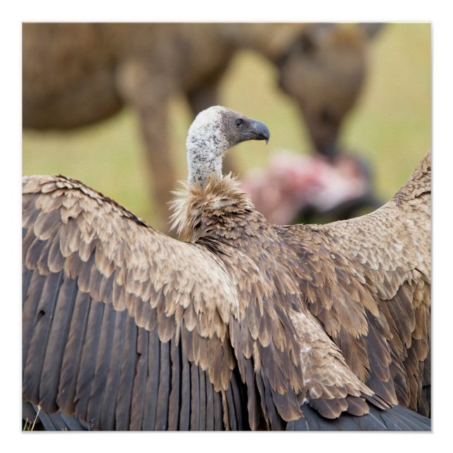 Vulture and Hyena Poster (Front)