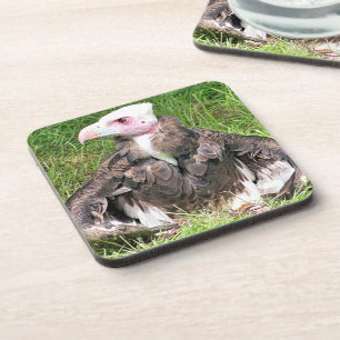 VULTURE BEVERAGE COASTER