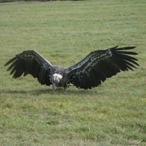 Vulture bird of prey open wings wildlife photo coffee mug