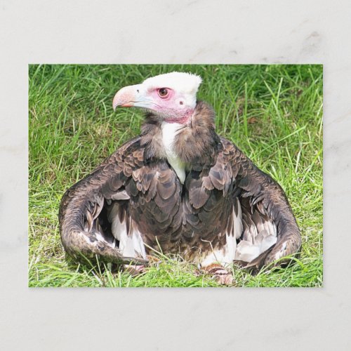 VULTURE BIRD OF PREY POSTCARD