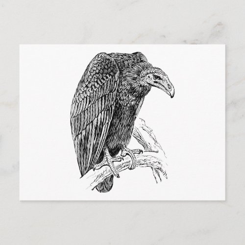 Vulture Bird Realistic Sketch Postcard